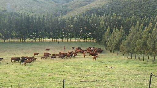 8 Bedroom Property for Sale in Elandsrivier Eastern Cape